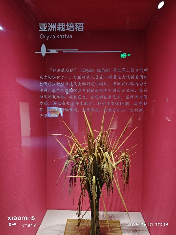 长沙