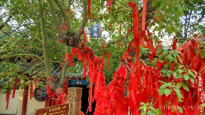 枣庄